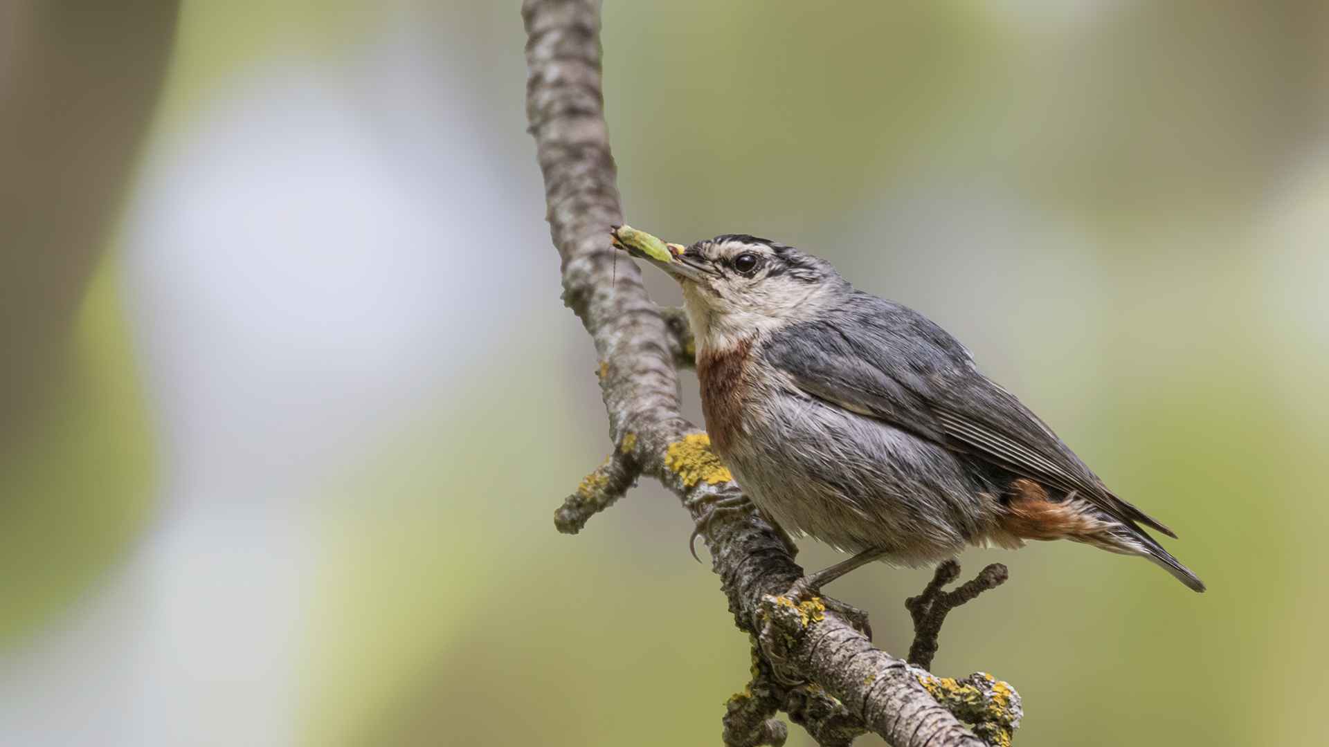 Krüper's Nuthatch